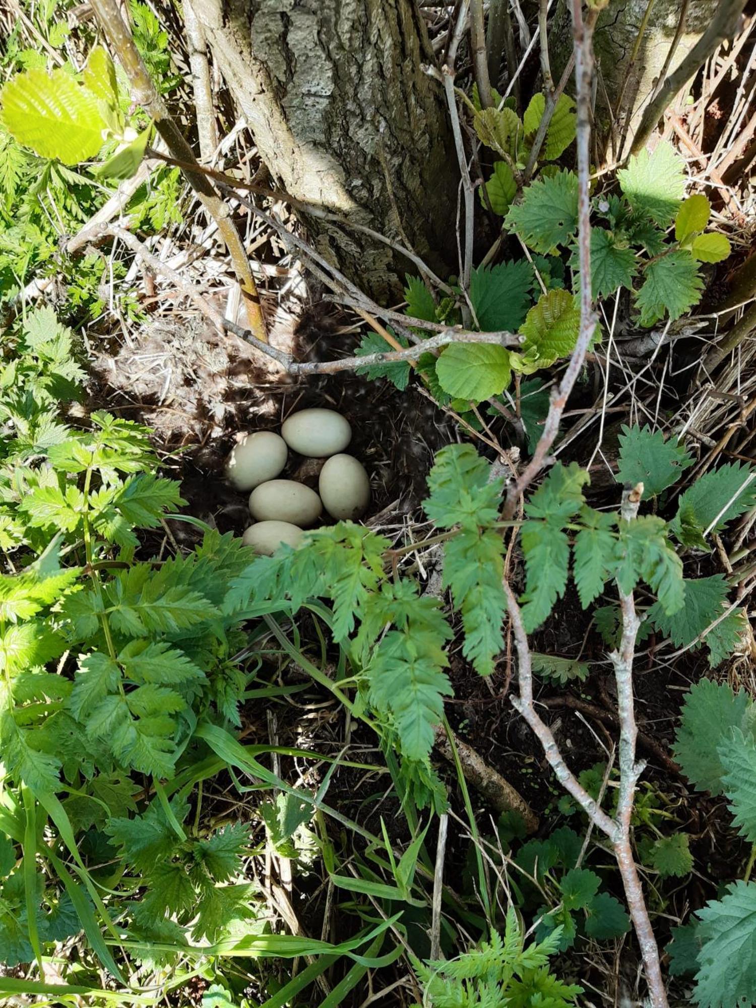 B&B Weidse Blik Ingelum Engelum Exteriör bild